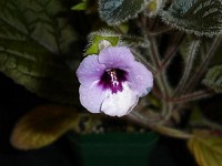 Sinningia 'Amizade' Sinningia 'Amizade'